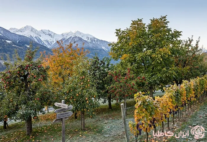 کاشت انواع درخت در مناطق سردسیر